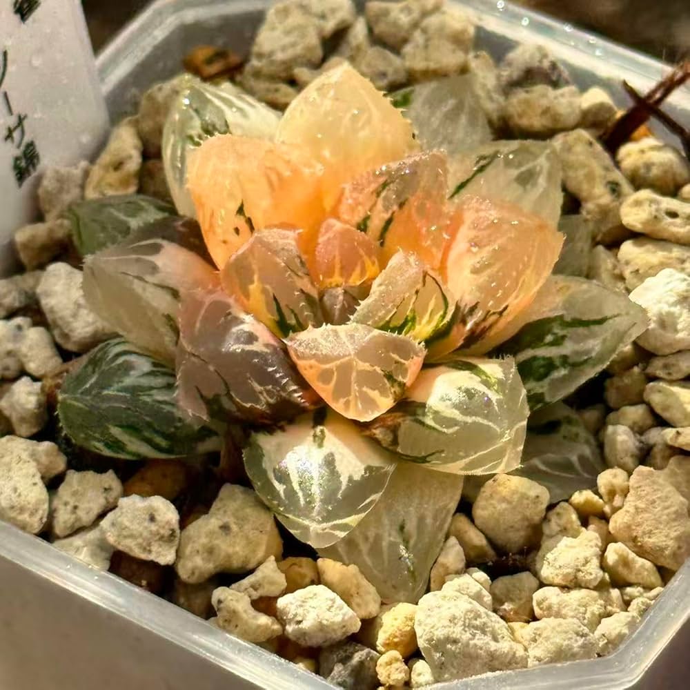 リ*ー様 多肉植物　ハオルチア　霓虹燈オブツーサ錦　鮮明錦　極上斑　超美品 リ*ー様 多肉植物 ハオルチア 霓虹燈オブツーサ錦 鮮明錦 極上斑